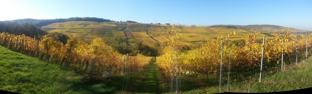 A 10 minutes du Gite en Alsace, dans le vignoble de Dorlisheim